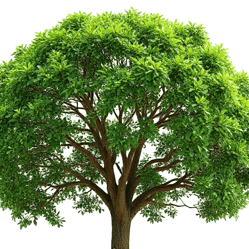 Rosewood Dalbergia latifolia