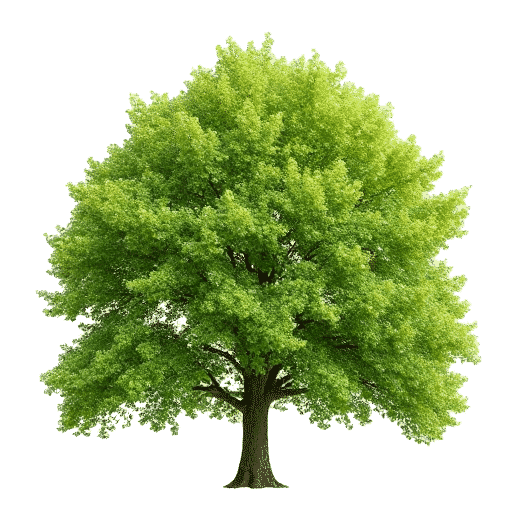 Sweetgum Liquidambar styraciflua