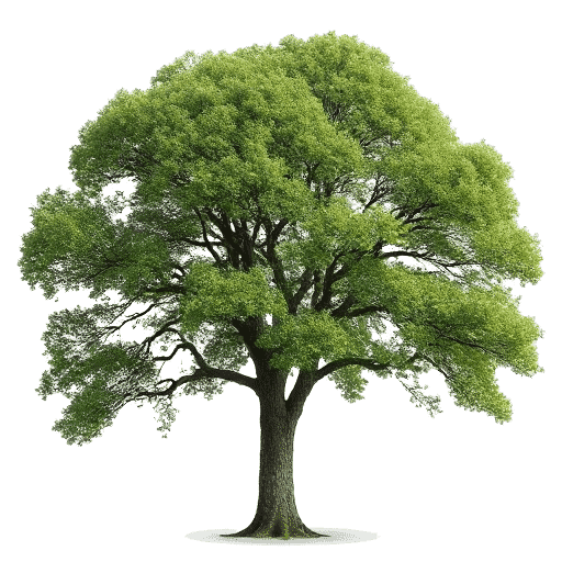 Sycamore Platanus occidentalis