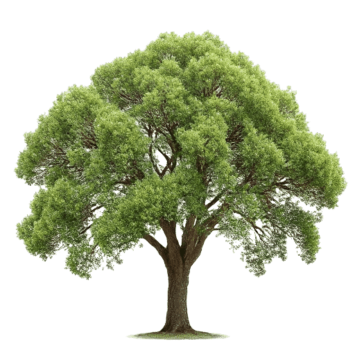 Tea Tree Melaleuca alternifolia