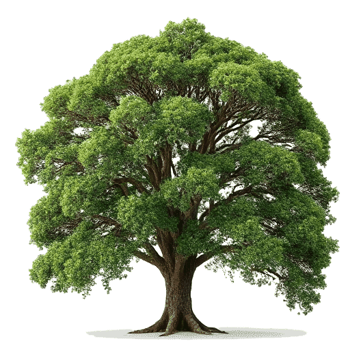 Totara Podocarpus totara