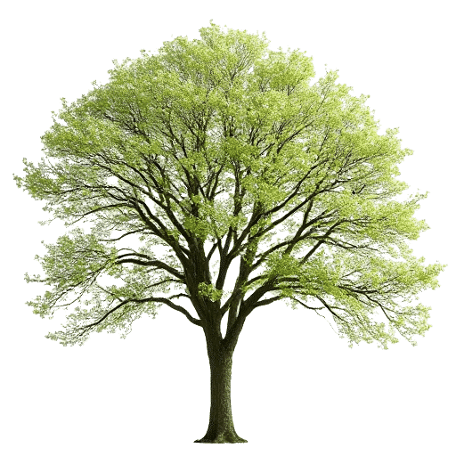 Tulip Poplar Liriodendron tulipifera