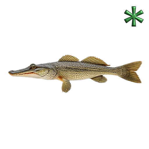 Alligator Gar