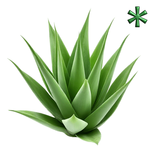 Aloes