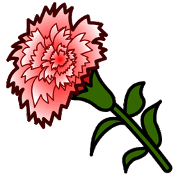 carnation