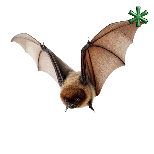 bat adults