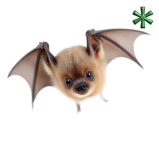 bat pups