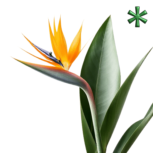 Bird of Paradise Strelitzia reginae plants
