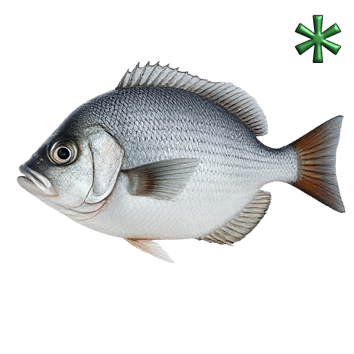 Black Bream