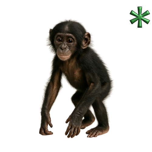 bonobo young