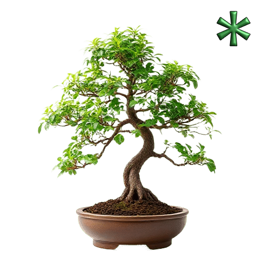 Bonsai trees