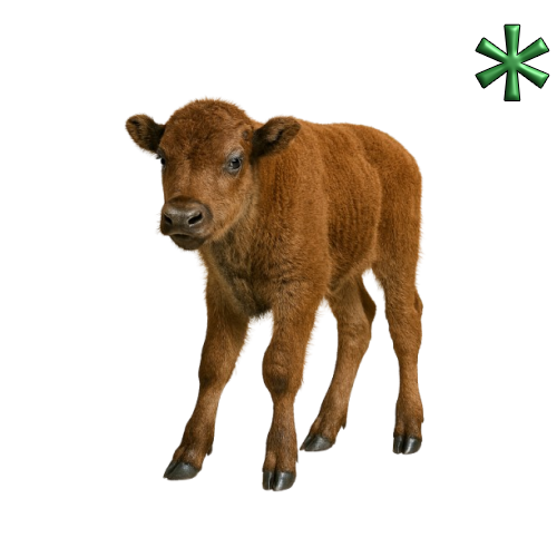 buffalo calves