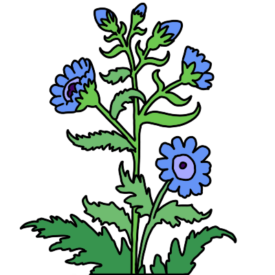 chicory (flower)