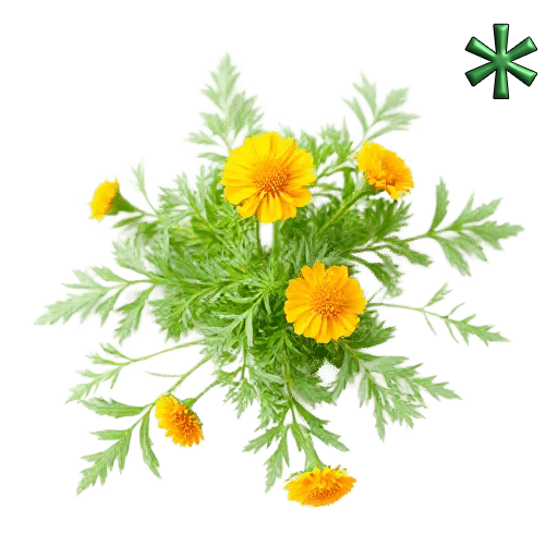 Calendulas