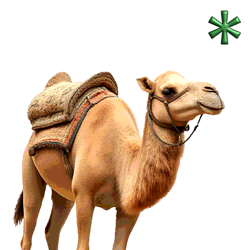 camel adults
