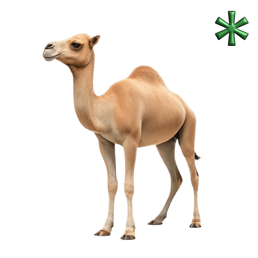 camel young