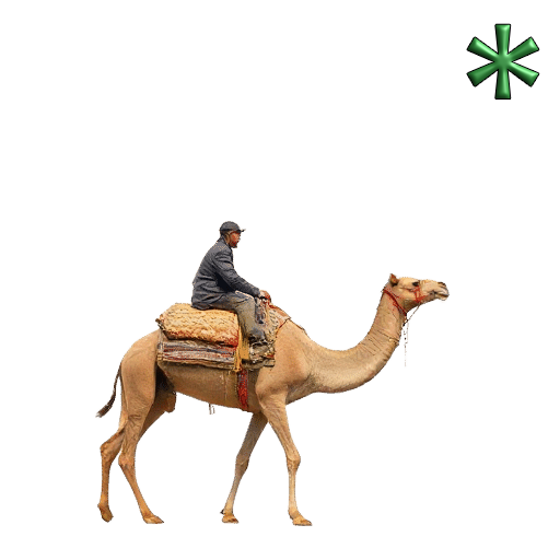 Camel Rides