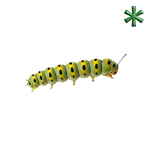 caterpillars