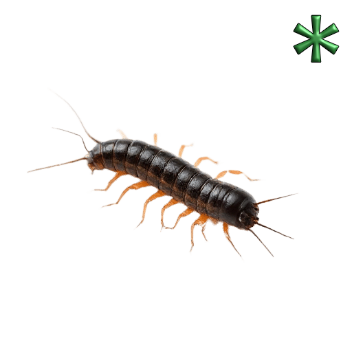 centipedes