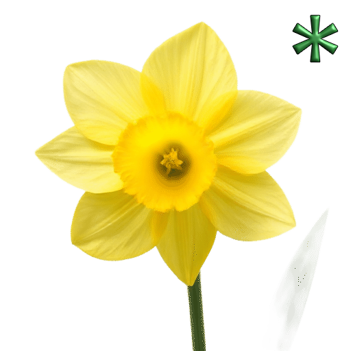 Daffodils