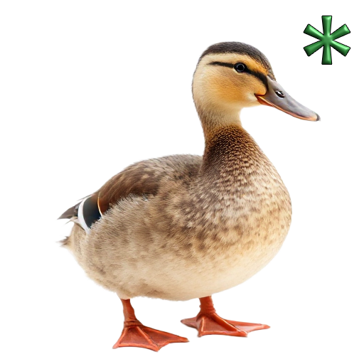 ducks