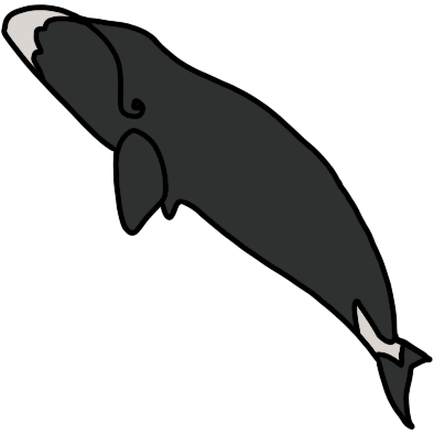 bowhead whale