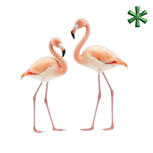 flamingos