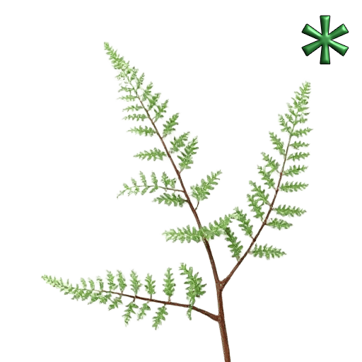 fern plants