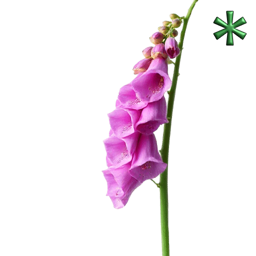 foxgloves