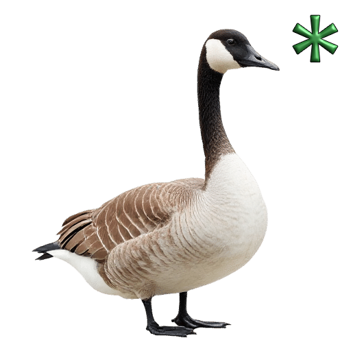 geese