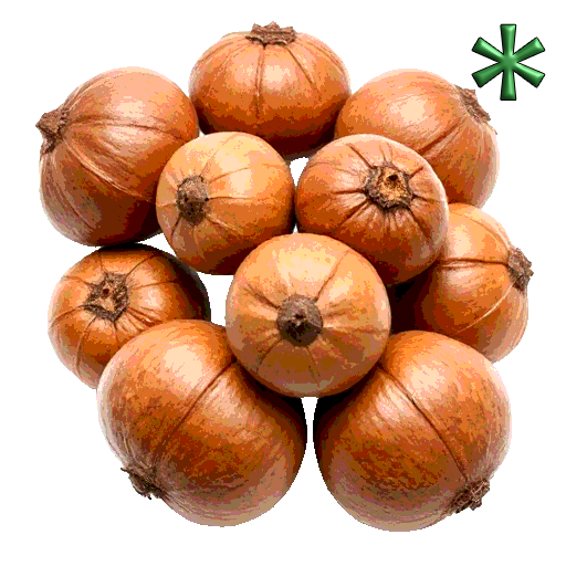 hickory nuts