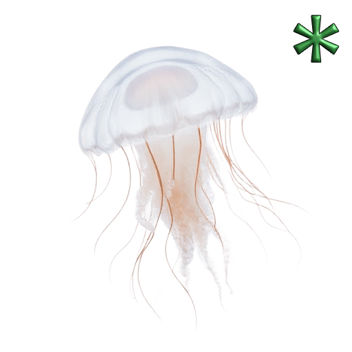 jellyfish