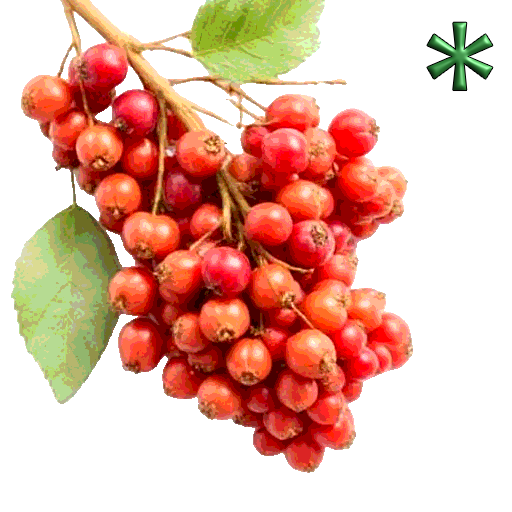kamut berries