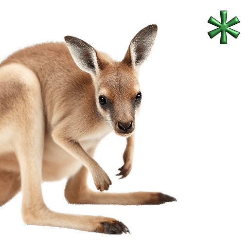 kangaroo joeys