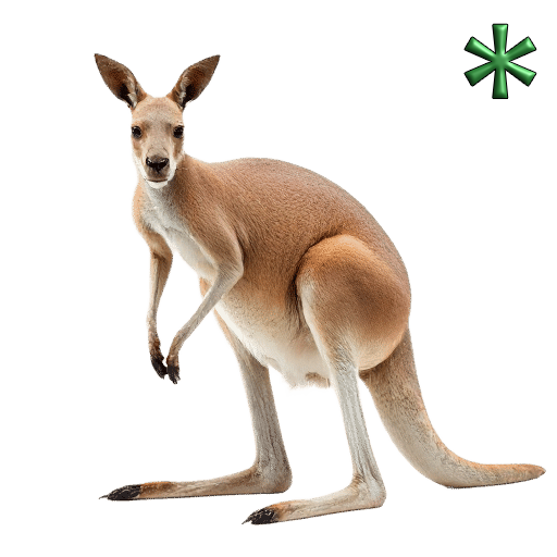 kangaroos