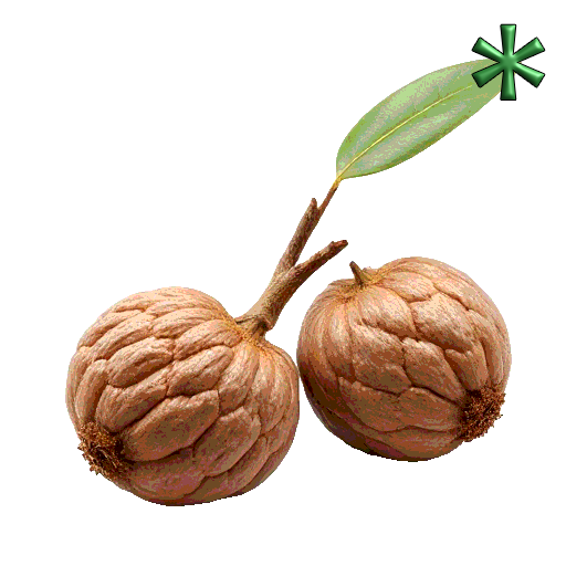 kapok tree nuts