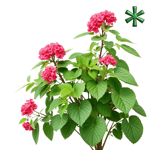 lantanas