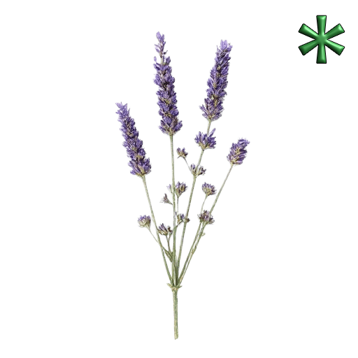 Lavender flowers