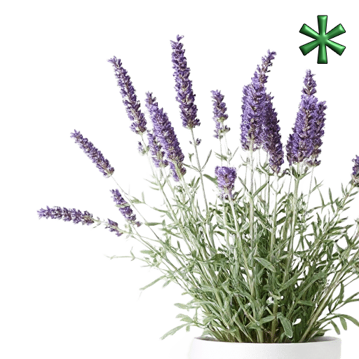 Lavender plants