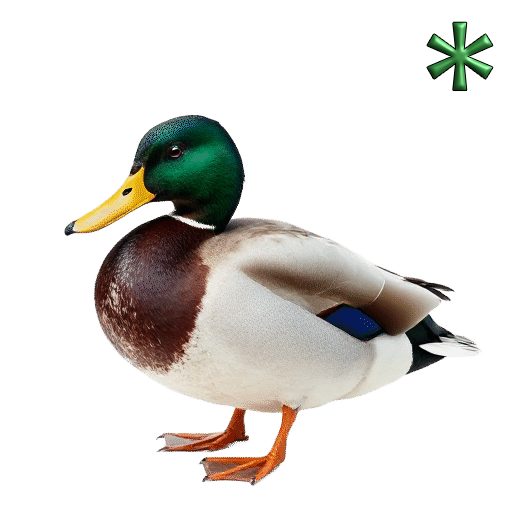 mallard ducks