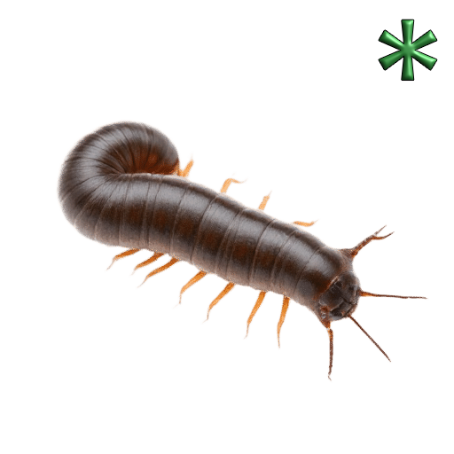 millipedes
