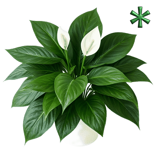 Peace lilies