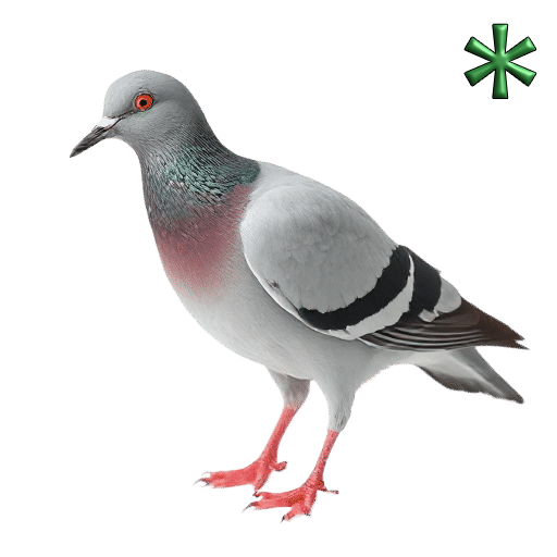 pigeons