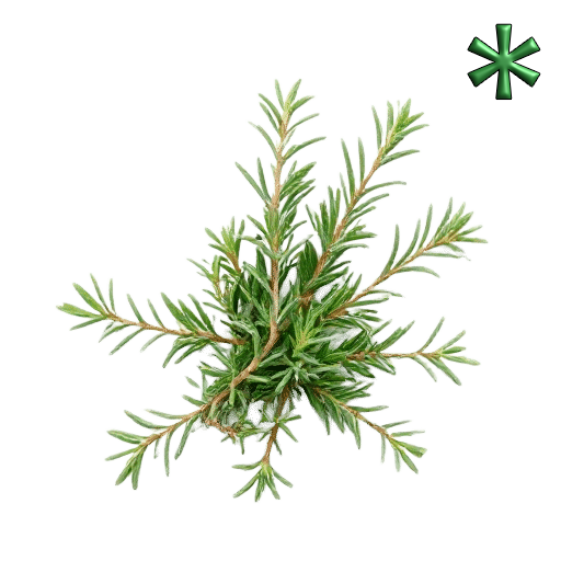 Rosemary stalks