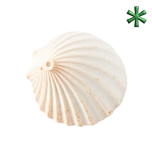 shells