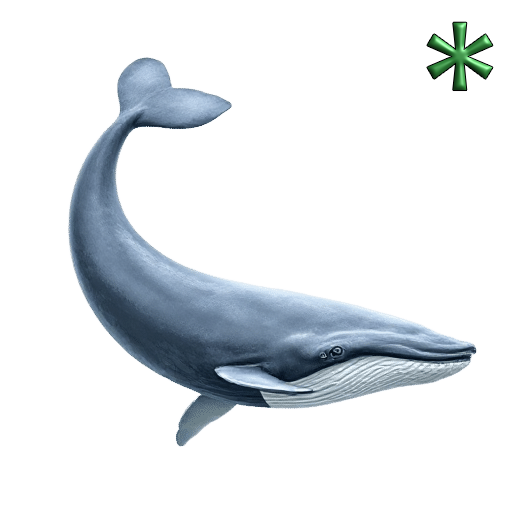 whales