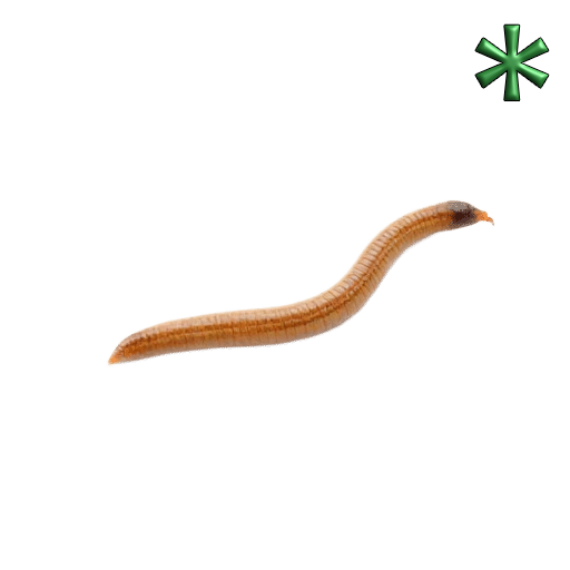 worms
