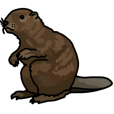 American beaver