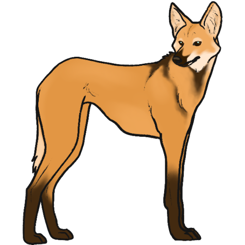 maned wolf