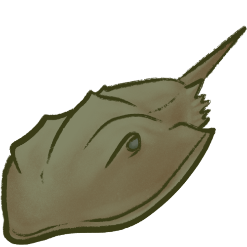 horseshoe crab
